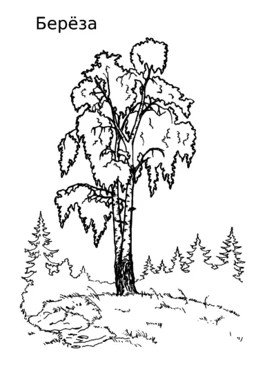 Береза