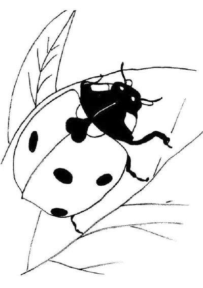 Божья коровка для