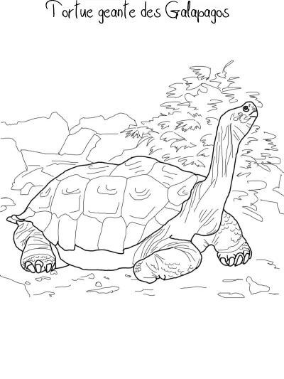 Морская черепаха