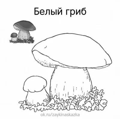 Белый гриб