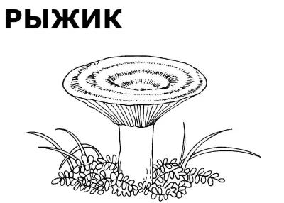 Гриб волнушка и рыжик