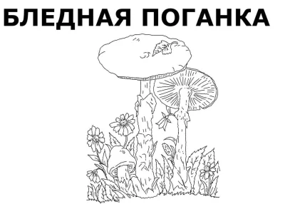 Бледная поганка с ромашками