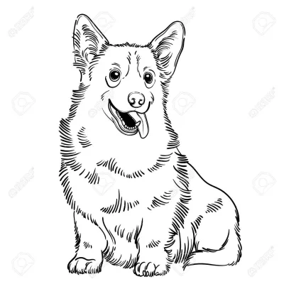 Корги