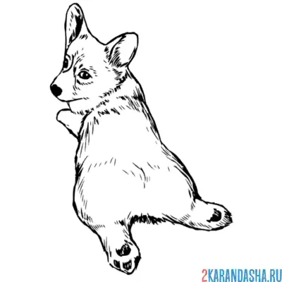 Корги лист 30