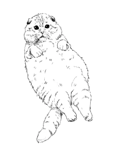Шотландский вислоухий кот лежит на спине
