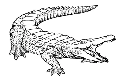Крокодил