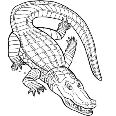 Крокодил