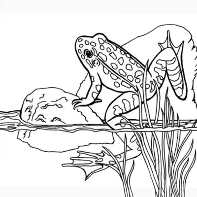 Лягушка на камне у воды