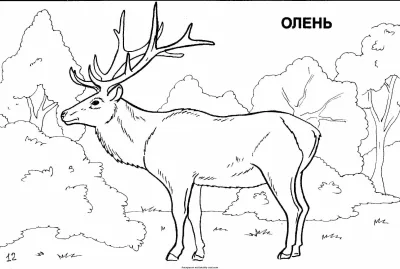 Северный олень в лесу