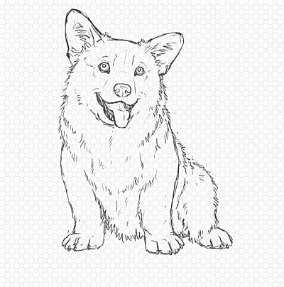 Корги с высунутым языком
