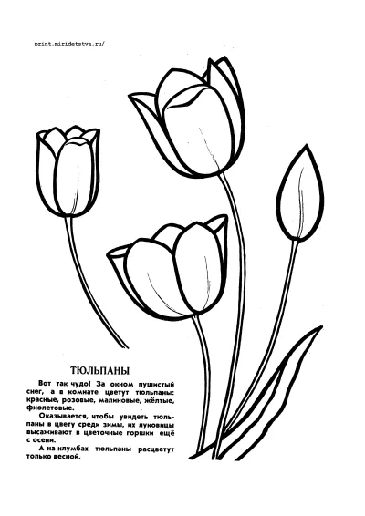 Букет весенних тюльпанов