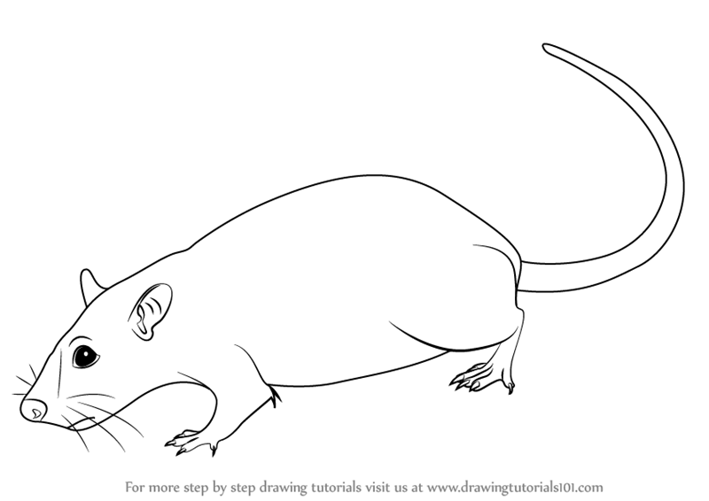 Как нарисовать крыску лариску