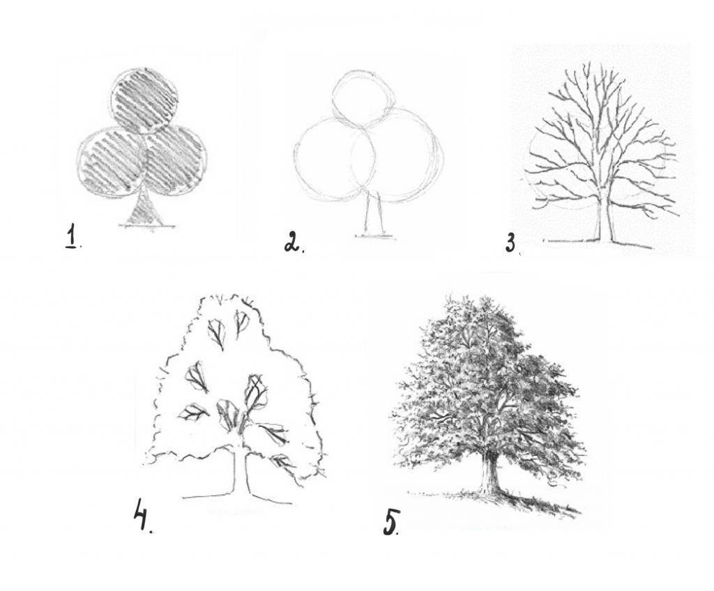 Как рисовать дерево. Последовательность рисования дерева. Рисование дерева пошагово. Деревья рисунок карандашом для начинающих. Поэтапное рисование дерева карандашом.