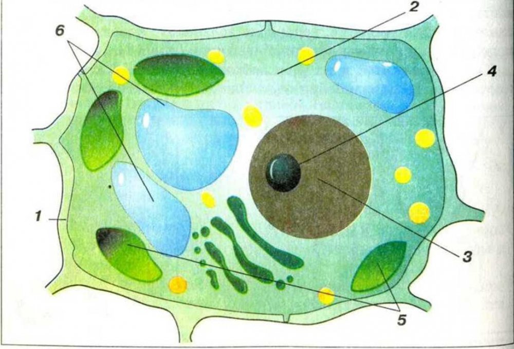 Рассмотрите рисунок растительной клетки какая