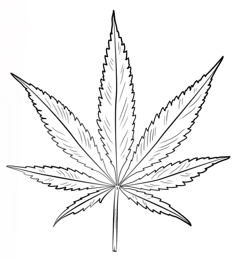 Как рисовать листик марихуаны масло конопли в лечении рака