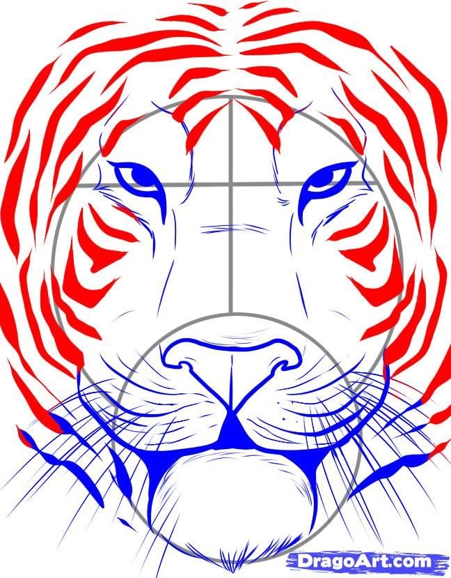 Голова тигра нарисовать легко - 87 фото