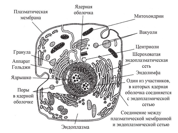 Эукариотическая клетка рисовать