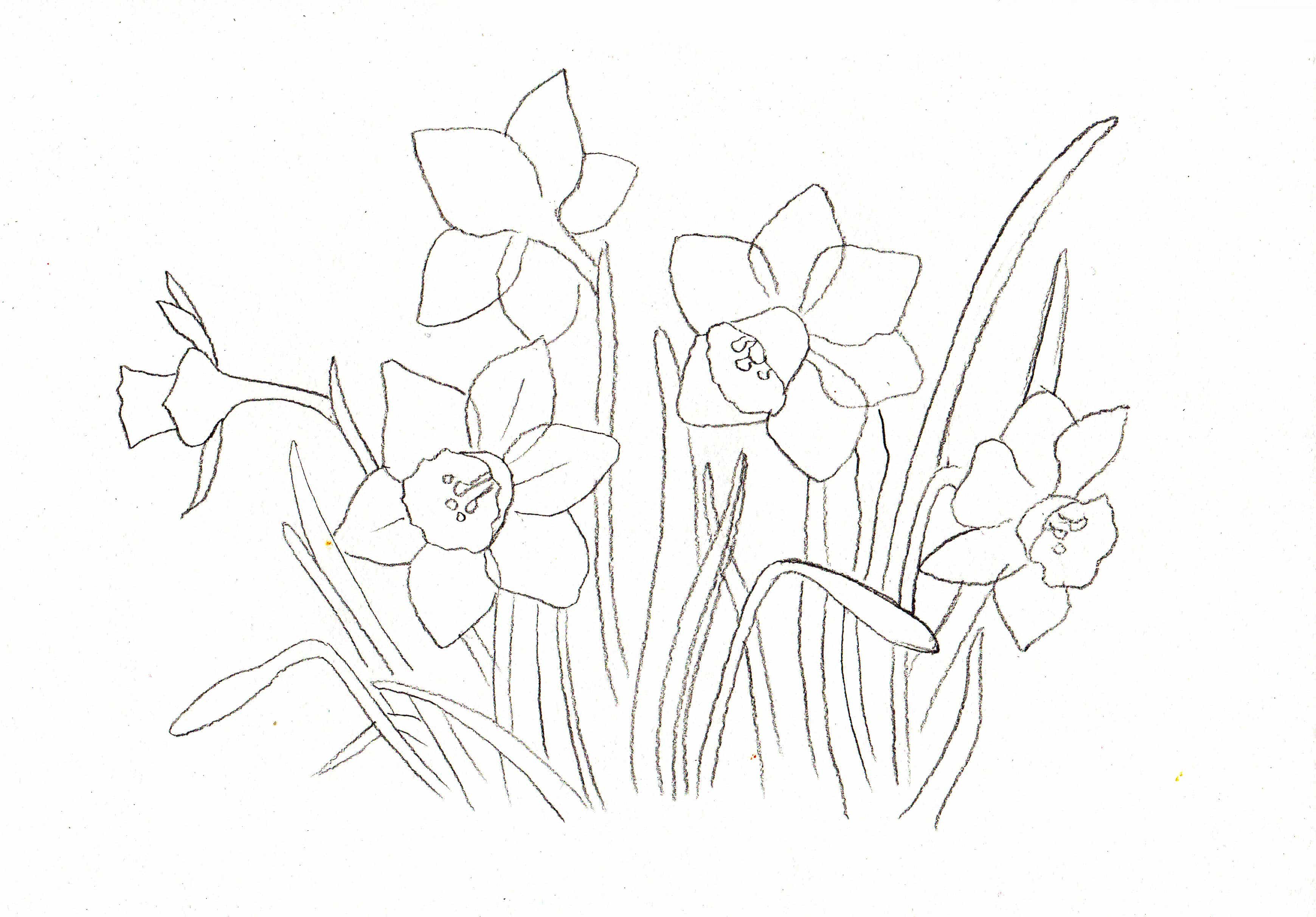 Иллюстрация весенних цветов карандашом