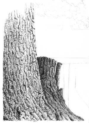 Кора дерева в графике