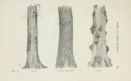 Рисование коры дерева
