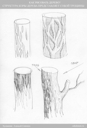 Кора дерева карандашом