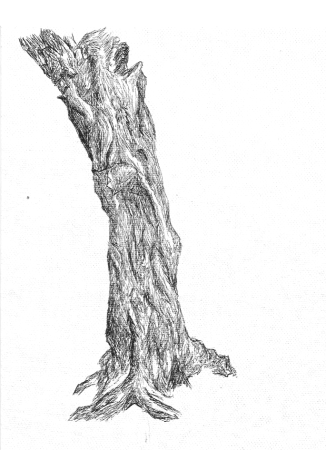Зарисовка ствола дерева